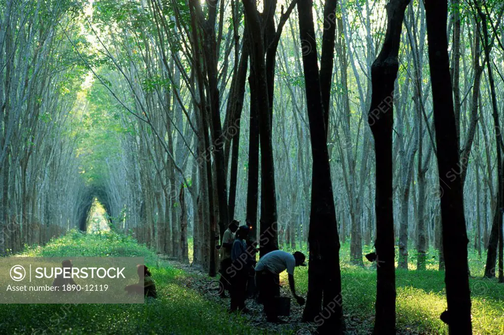 Rubber plantation near Phuket, Thailand, Southeast Asia, Asia