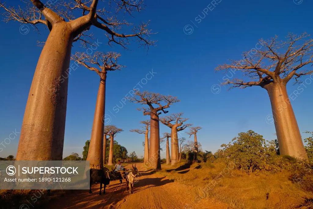 Ox cart at the Avenue de Baobabs at sunrise, Madagascar, Africa