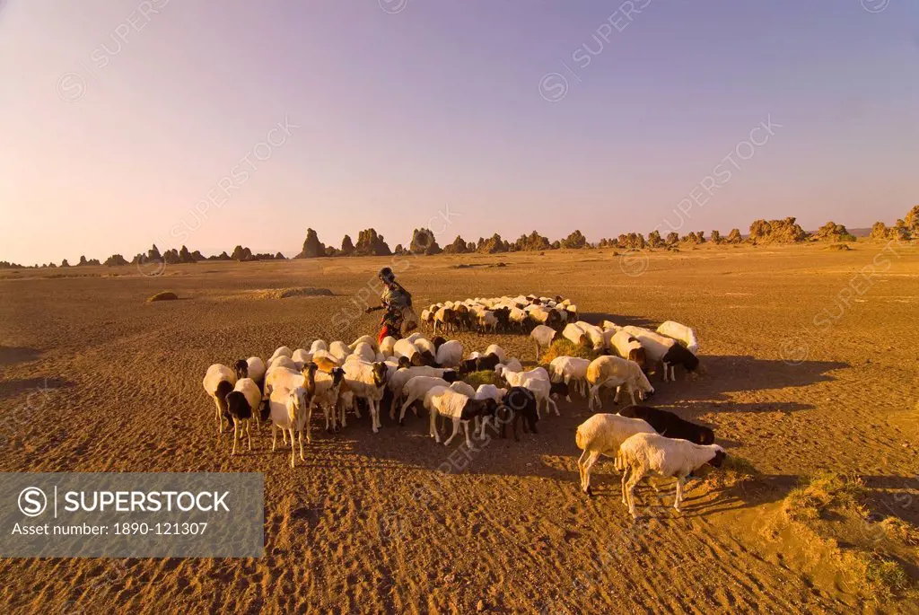 Local Afar children with their sheeps, Lac Abbe Lake Abhe Bad with its chimneys in the distance, Republic of Djibouti, Africa