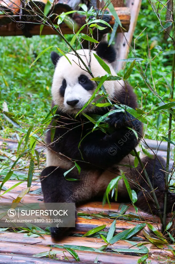 Giant panda Ailuropoda melanoleuca at the Panda Bear reserve, Chengdu, Sichuan, China, Asia