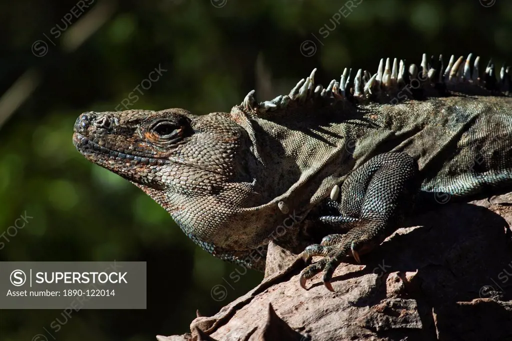 A large male Green Iguana with parasitic ticks, a lizard species endemic to Central and South America, Nosara, Nicoya Peninsula, Guanacaste Province, ...