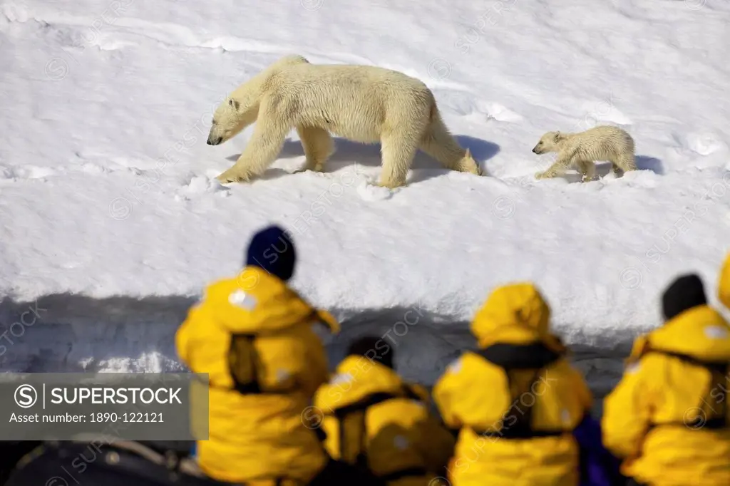 Tourists in zodiac inflatable watch polar bear mother and six month old cub in snow, Holmiabukta, Northern Spitzbergen, Svalbard, Arctic Norway, Scand...