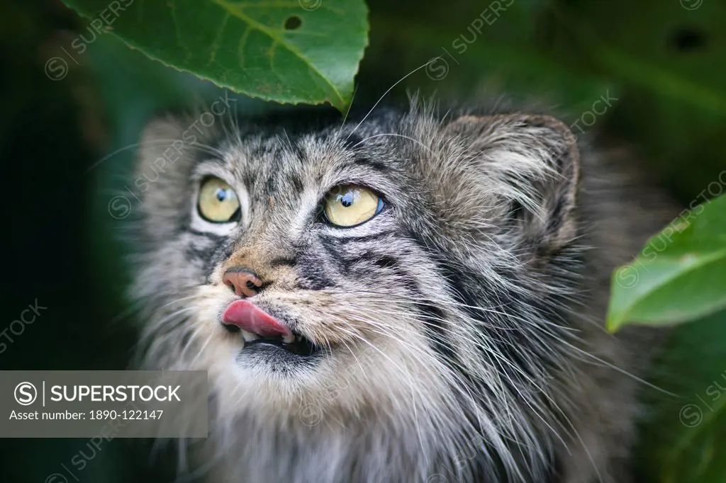 Pallas cat Otocolobus manul close_up, controlled conditions, Kent, England, United Kingdom, Europe