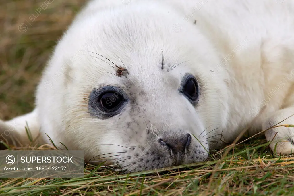 Grey seal Halichoerus grypus pup, Donna Nook, Lincolnshire, England, United Kingdom, Europe