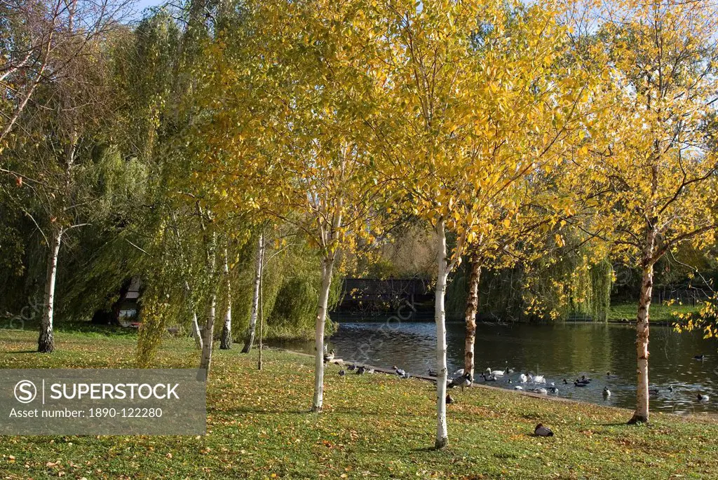 Autumn colours by the pond in Regent´s Park, London NW1, England, United Kingdom, Europe
