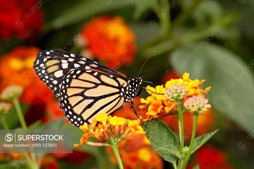 Monarch butterfly Danaus plexippus in captivity, Butterfly World and Gardens, Coombs, British Columbia, Canada, North America