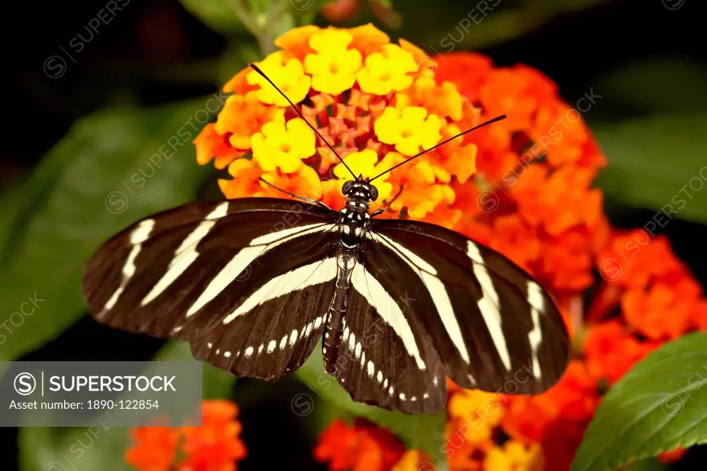 Zebra longwing butterfly Heliconius charitonius in captivity, Butterfly World and Gardens, Coombs, British Columbia, Canada, North America