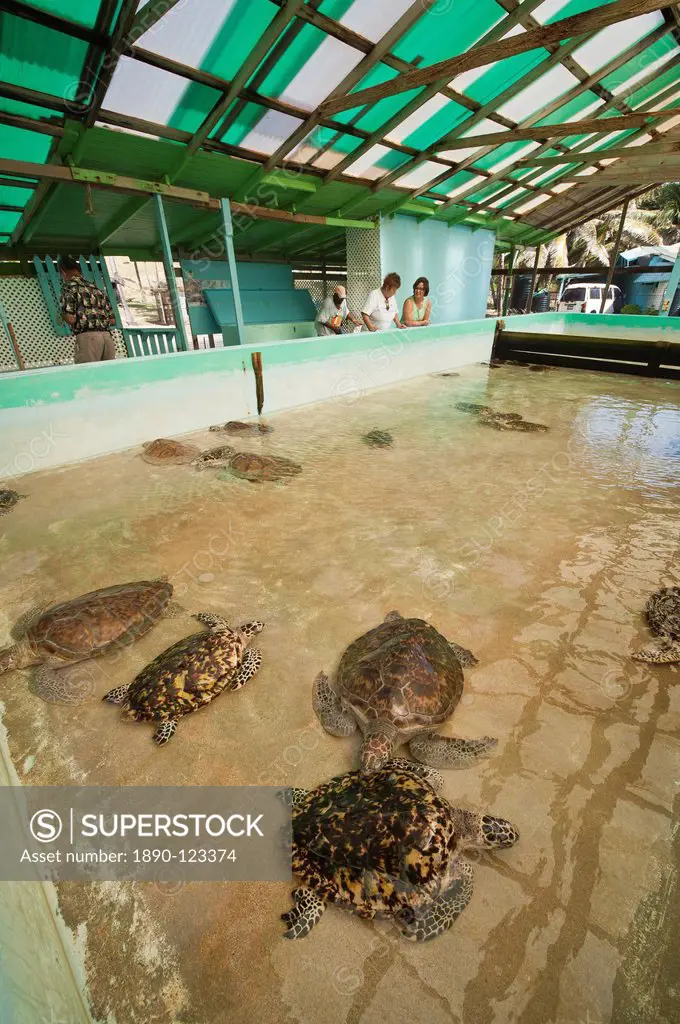 Old Hegg Turtle Sanctuary, Bequia, St. Vincent and The Grenadines, Windward Islands, West Indies, Caribbean, Central America