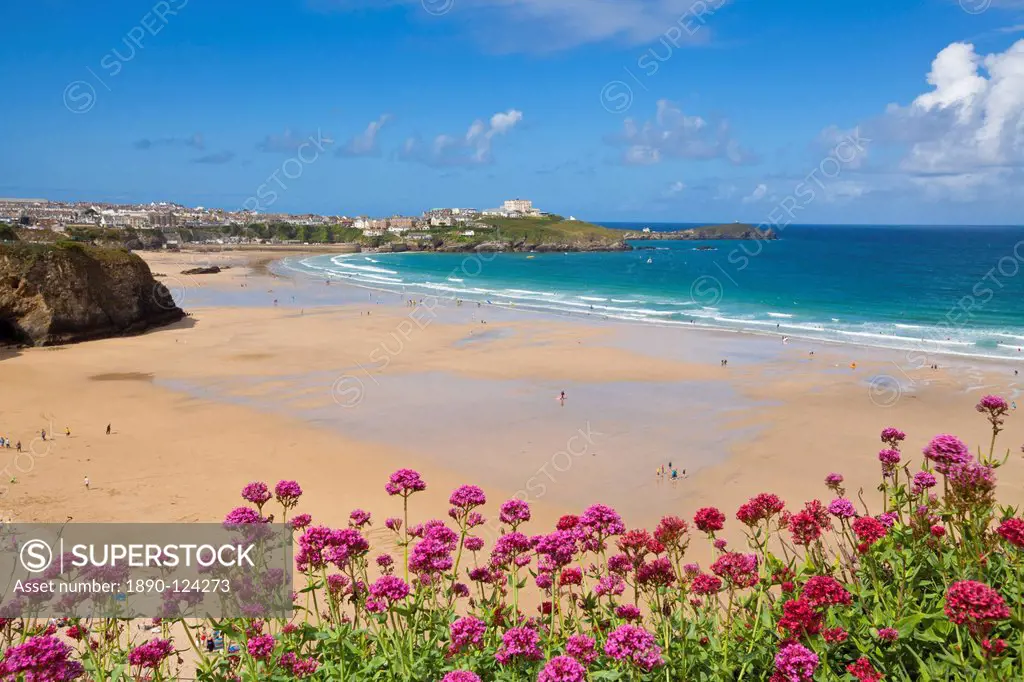 Newquay Beach with valerian in foreground, Cornwall, England, United Kingdom, Europe
