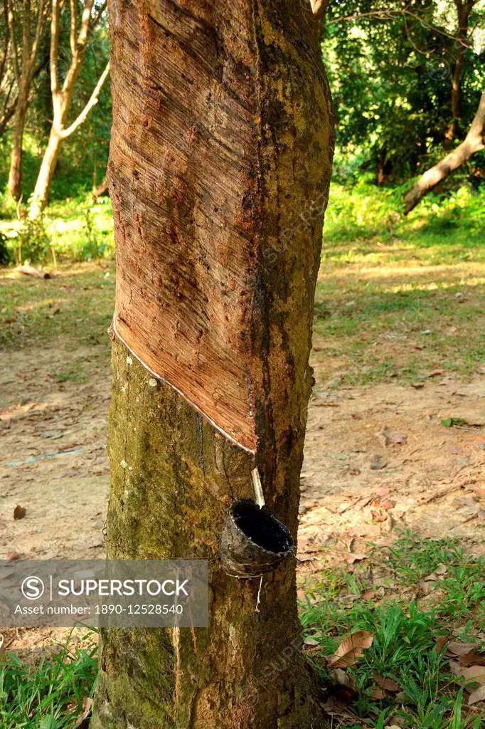 Rubber tapping on Koh Mook, Thailand, Southeast Asia, Asia