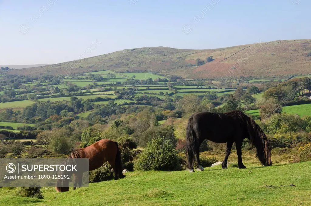 Ponies grazing on Dartmoor, Dartmoor National Park, Devon, England, United Kingdom, Europe