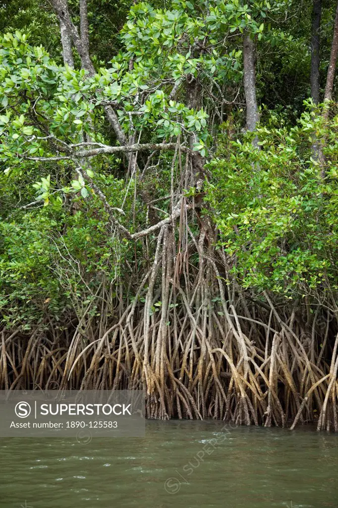 Mangroves, Port Douglas, Queensland, Australia, Pacific