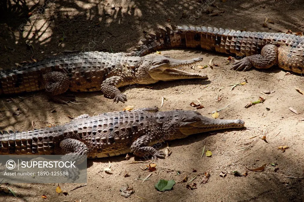 Freshwater crocodiles Crocodylus johnstoni, The Wildlife Habitat, Port Douglas, Queensland, Australia, Pacific