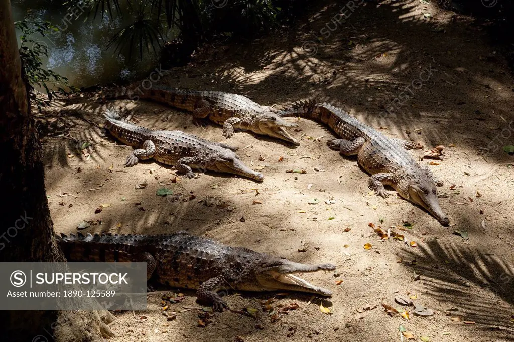 Freshwater crocodiles Crocodylus johnstoni, The Wildlife Habitat, Port Douglas, Queensland, Australia, Pacific