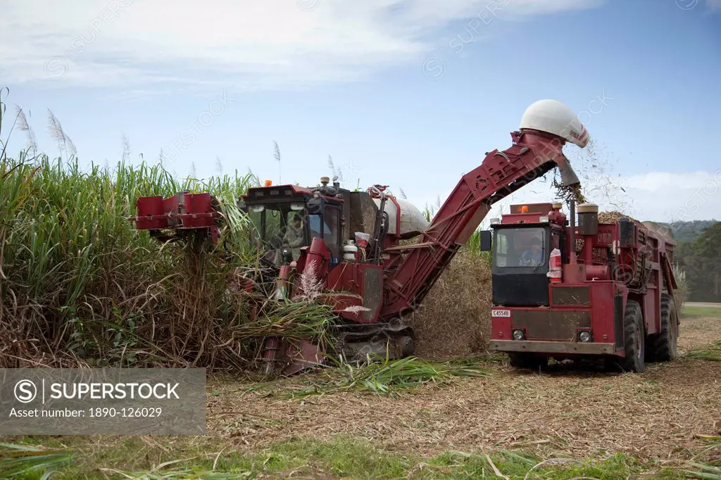Harvesting sugar cane, Mossman, Port Douglas, Queensland, Australia, Pacific