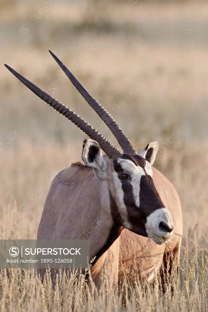 Gemsbok South African oryx Oryx gazella eating, Kgalagadi Transfrontier Park, encompassing the former Kalahari Gemsbok National Park, South Africa, Af...