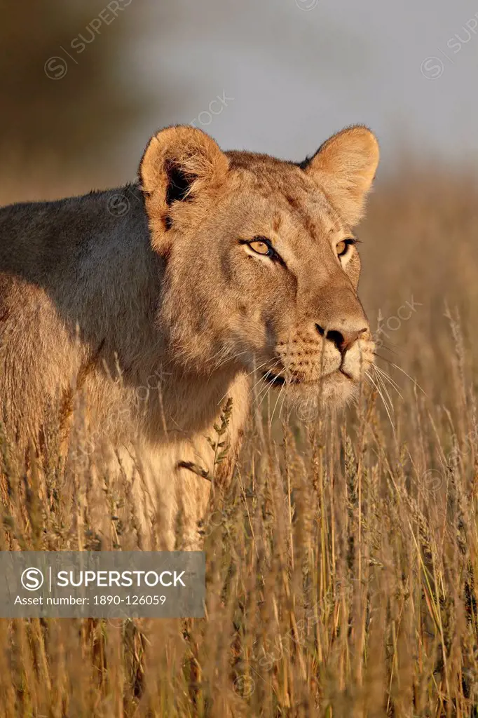 Lioness Panthera leo, Kgalagadi Transfrontier Park, encompassing the former Kalahari Gemsbok National Park, South Africa, Africa