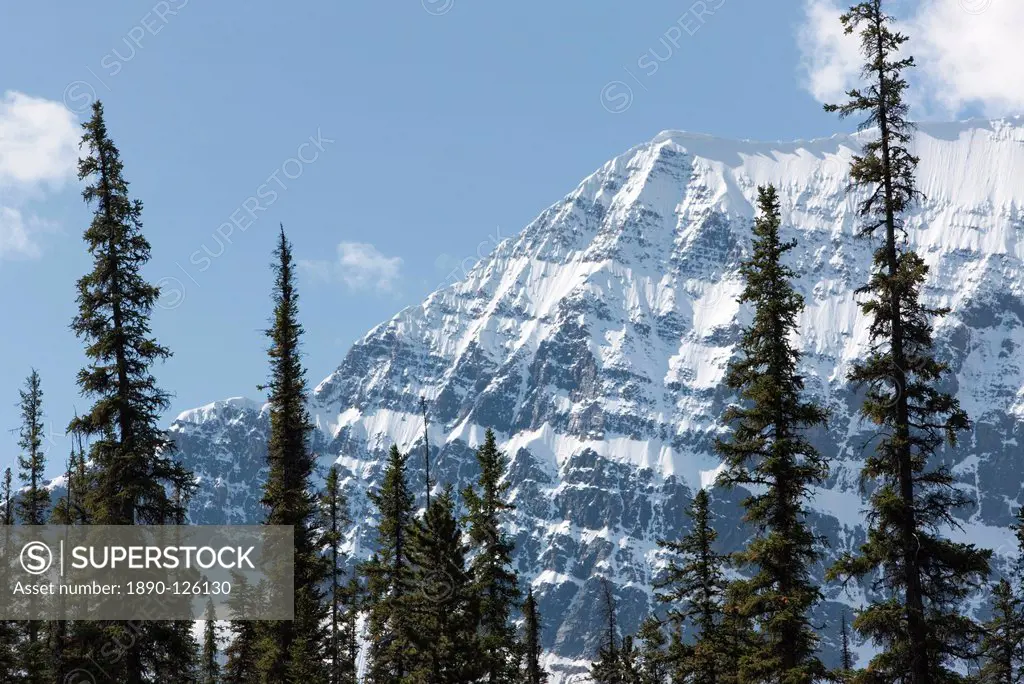 Trees in front of Mount Edith Cavell, Jasper National Park, UNESCO World Heritage Site, British Columbia, Rocky Mountains, Canada, North America