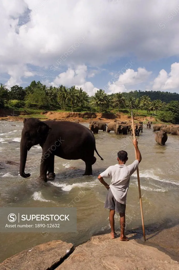 Elephants bathing in the river, Pinnewala Elephant Orphanage near Kegalle, Hill Country, Sri Lanka, Asia