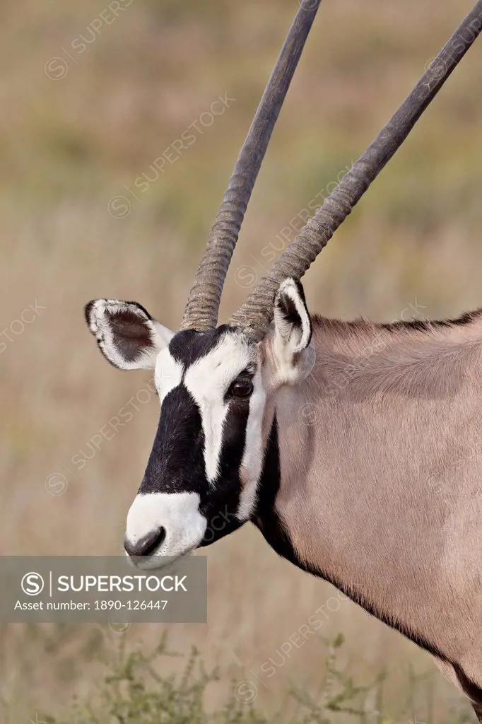 Gemsbok South African oryx Oryx gazella, Kgalagadi Transfrontier Park, encompassing the former Kalahari Gemsbok National Park, South Africa, Africa