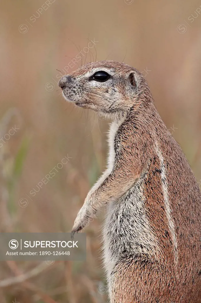 Cape ground squirrel Xerus inauris, Kgalagadi Transfrontier Park, encompassing the former Kalahari Gemsbok National Park, South Africa, Africa