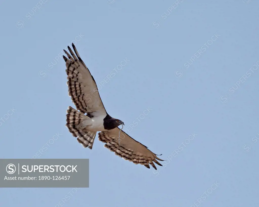 Black_breasted snake eagle black_chested snake eagle Circaetus pectoralis in flight with a snake, Kgalagadi Transfrontier Park, encompassing the forme...