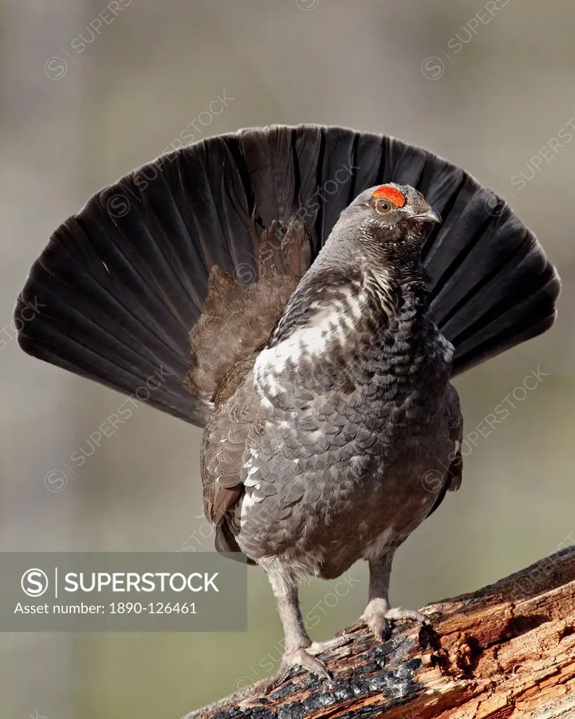 Male dusky grouse blue grouse Dendragapus obscurus displaying, Yellowstone National Park, Wyoming, United States of America, North America