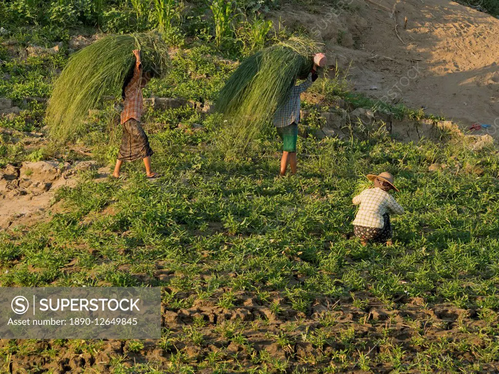 Farmer doing agricultural work in a field by the Irrawaddy River, Myanmar (Burma), Asia