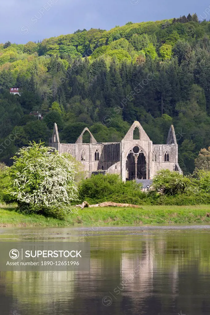 Ruins of Tintern Abbey by the River Wye, Tintern, Wye Valley, Monmouthshire, Wales, United Kingdom, Europe