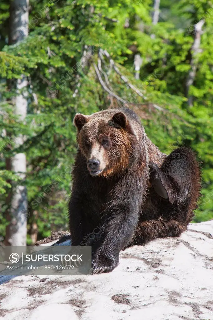 Grizzly bear scratching on ice at the top of Grouse Mountain, Vancouver, British Columbia, Canada, North America