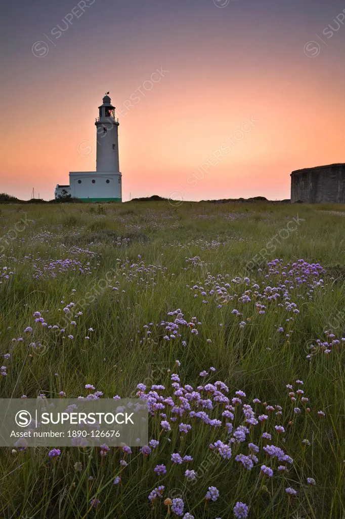 Thrift growing in a meadow besides the Hurst Spit lighthouse, Hurst Spit, Hampshire, England, United Kingdom, Europe