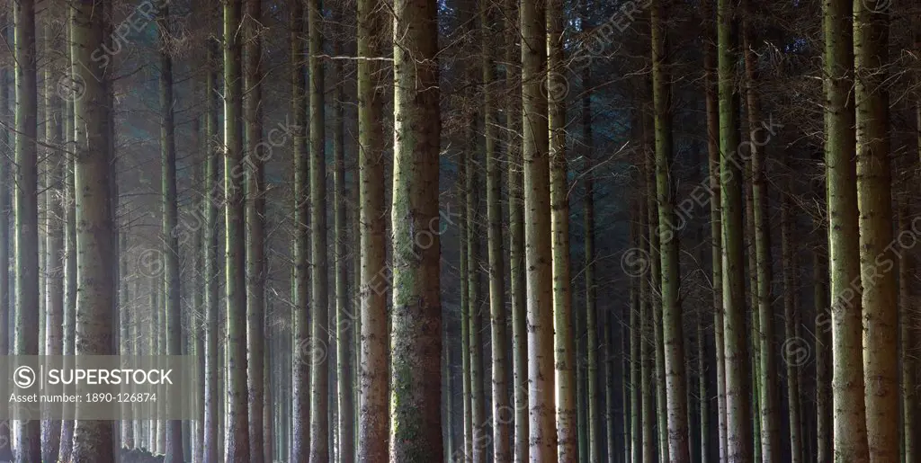 A pine timber inclosure in Exmoor National Park, Devon, England, United Kingdom, Europe