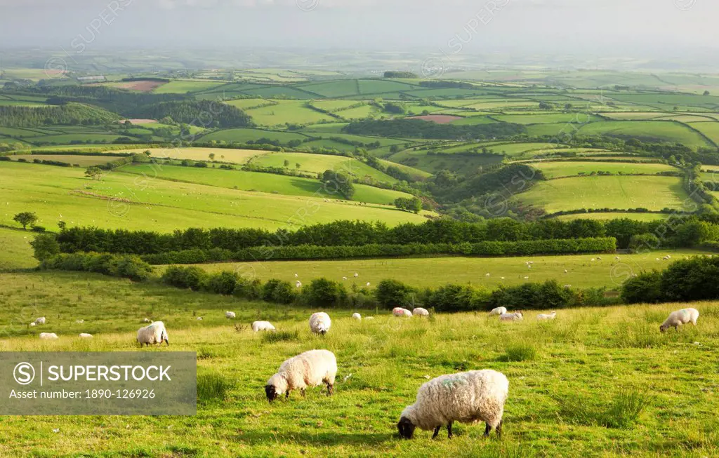 Sheep grazing in Exmoor National Park, Devon, England, United Kingdom, Europe