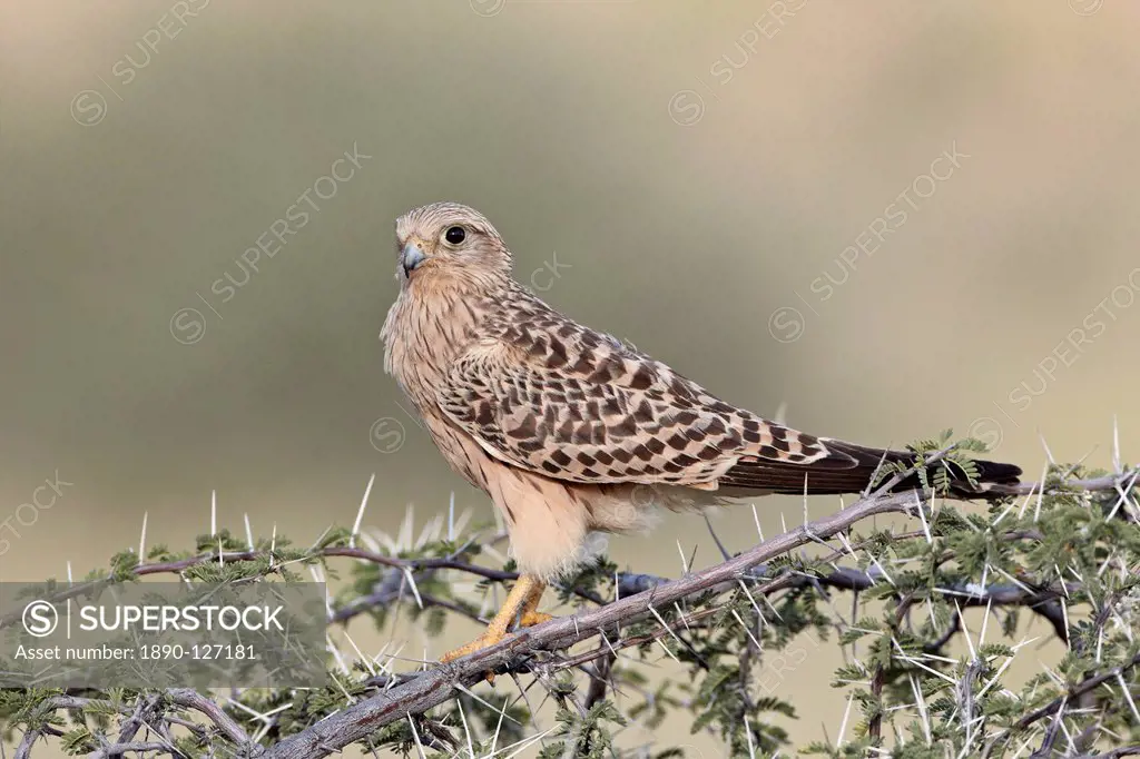 Immature greater kestrel white_eyed kestrel Falco rupicoloides, Kgalagadi Transfrontier Park, encompassing the former Kalahari Gemsbok National Park, ...
