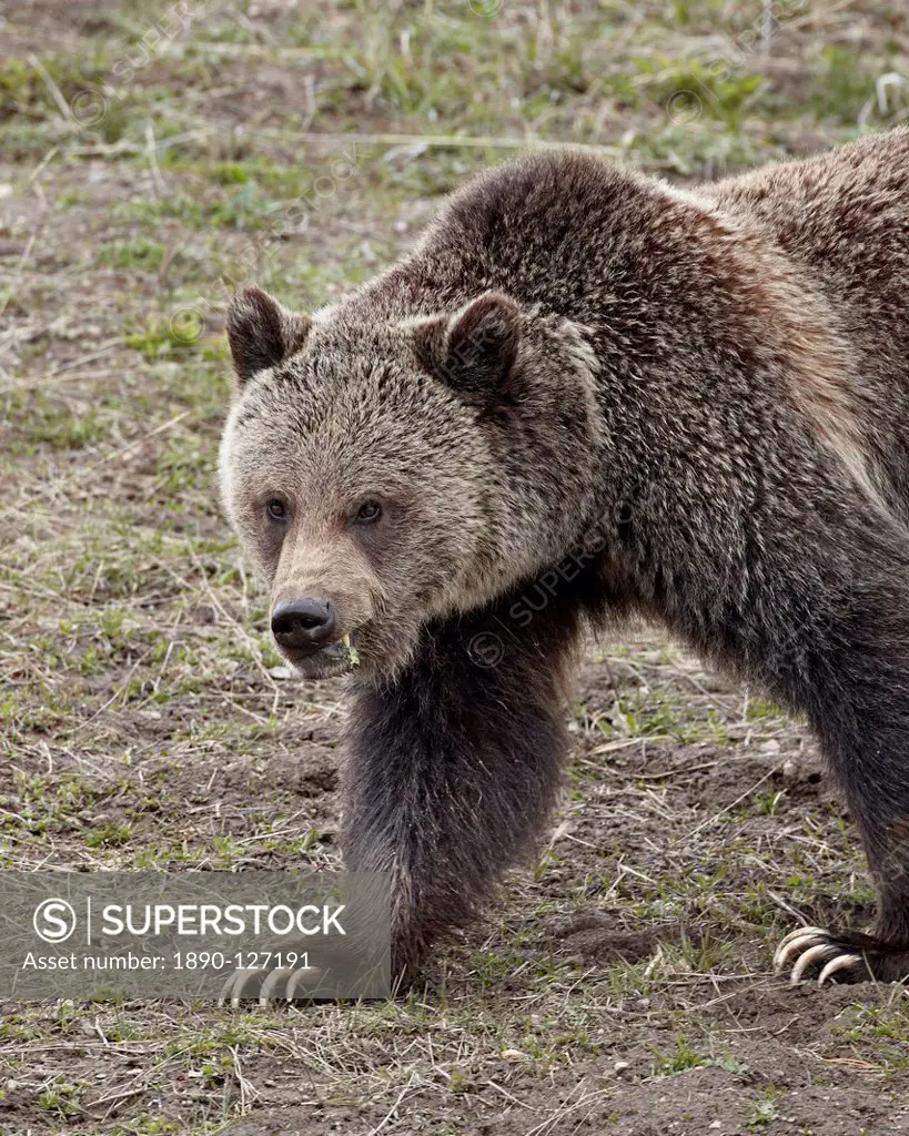 Grizzly bear Ursus arctos horribilis, Yellowstone National Park, UNESCO World Heritage Site, Wyoming, United States of America, North America