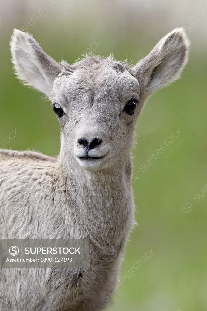 Bighorn sheep Ovis canadensis lamb, Yellowstone National Park, Wyoming, United States of America, North America