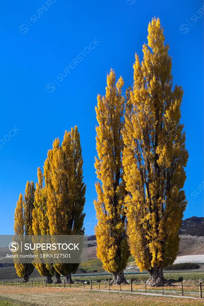 Autumn foliage in the Otago countryside near Cromwell, Otago, South Island, New Zealand, Pacific