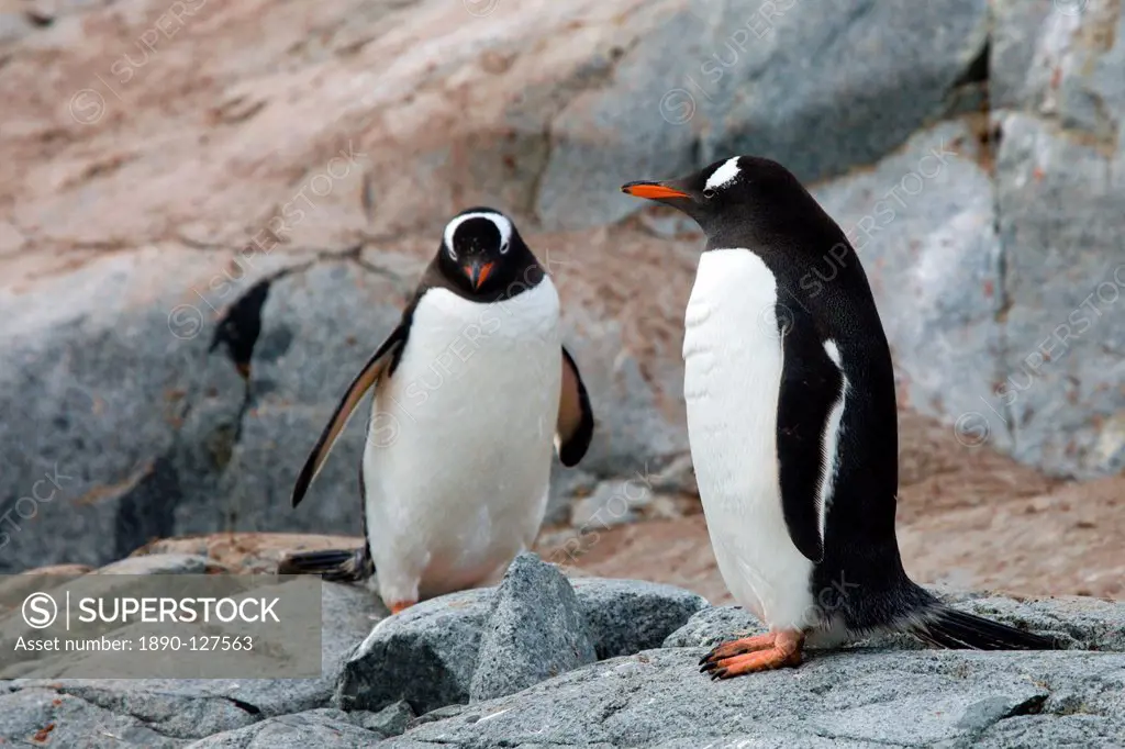 Gentoo penguins on Petermann Island, Argentine Islands, Antarctic Peninsula, Antarctica, Polar Regions