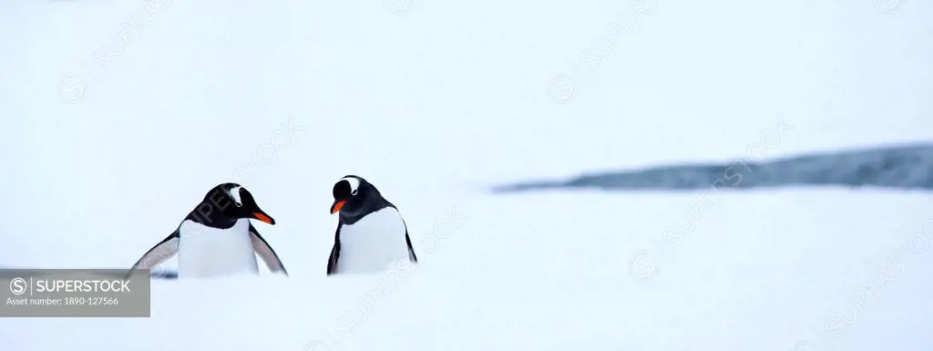 Gentoo penguins in the snow on Petermann Island, Argentine Islands, Antarctic Peninsula, Antarctica, Polar Regions