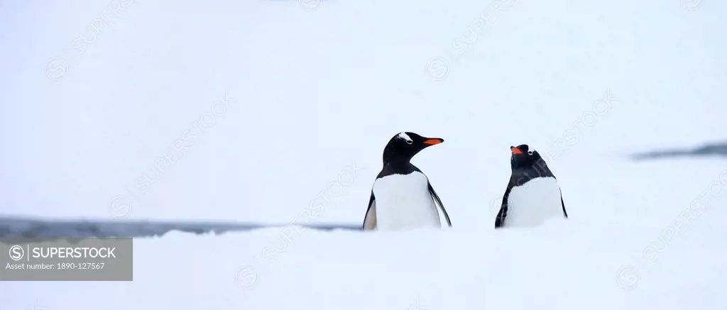 Gentoo penguins in the snow on Petermann Island, Argentine Islands, Antarctic Peninsula, Antarctica, Polar Regions