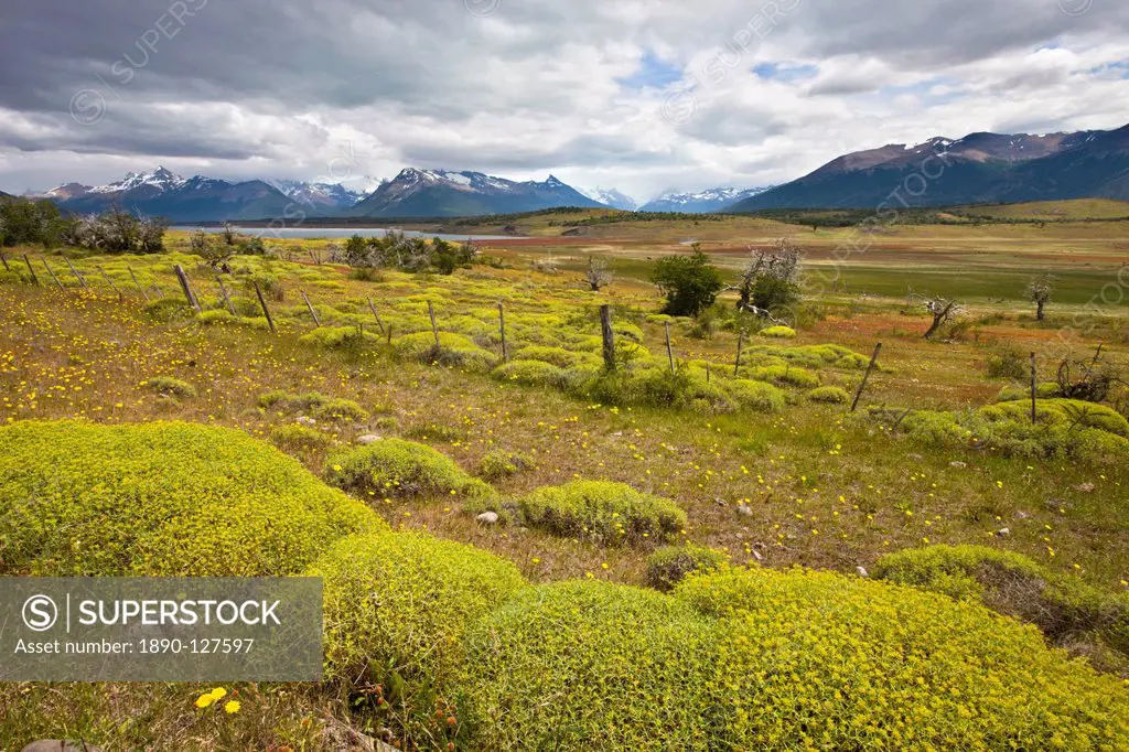 Blooming plants turn the Patagonian meadows yellow in summer, El Calafate, Patagonia, Argentina, South America