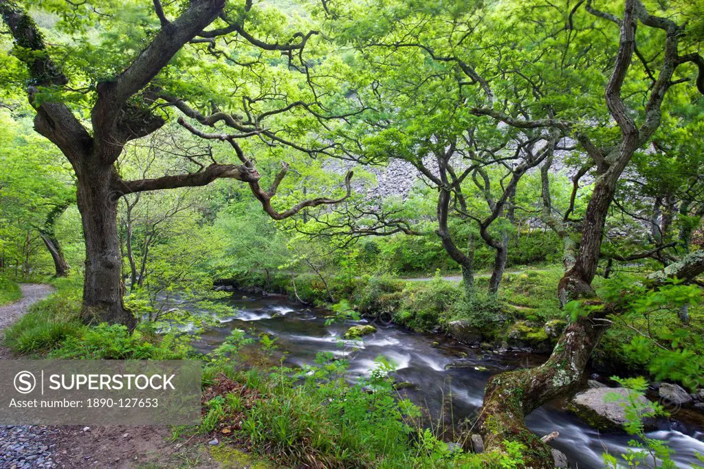 Spring foliage on the Sessile Oaks overlooking the East Lyn River at Watersmeet in Exmoor National Park, Devon, England, United Kingdom, Europe