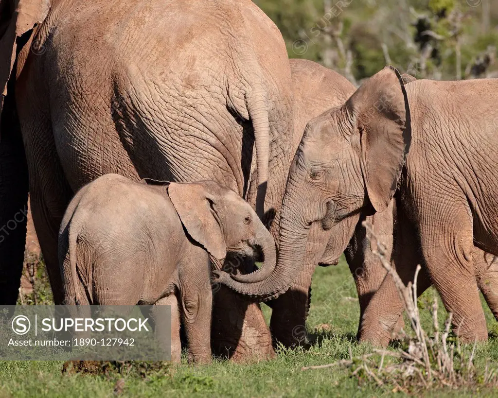 Group of African elephant Loxodonta africana including young, Addo Elephant National Park, South Africa, Africa