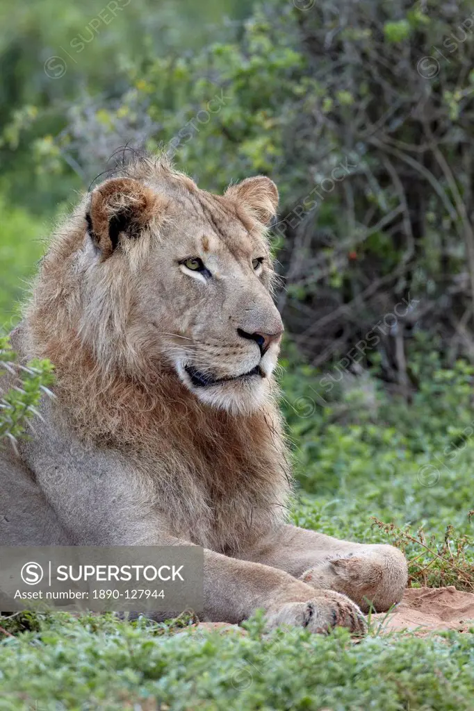 Lion Panthera leo, Addo Elephant National Park, South Africa, Africa