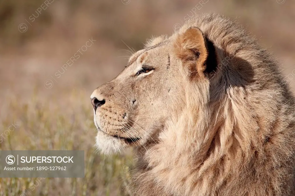 Lion Panthera leo, Kgalagadi Transfrontier Park, encompassing the former Kalahari Gemsbok National Park, South Africa, Africa