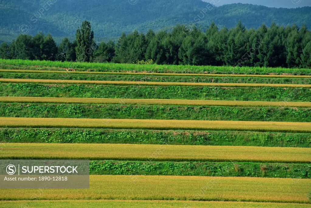 Landscape of rice terraces on the island of Hokkaido, Japan, Asia