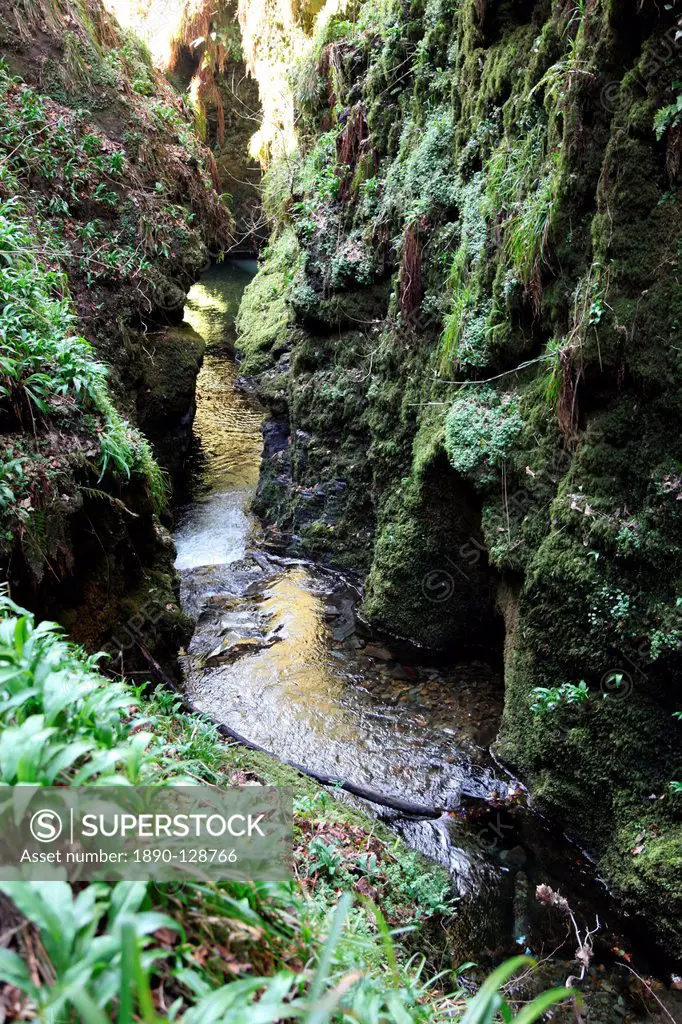 Famous 3 mile gorge in Devon owned by the National Trust, Devon, England, United Kingdom, Europe