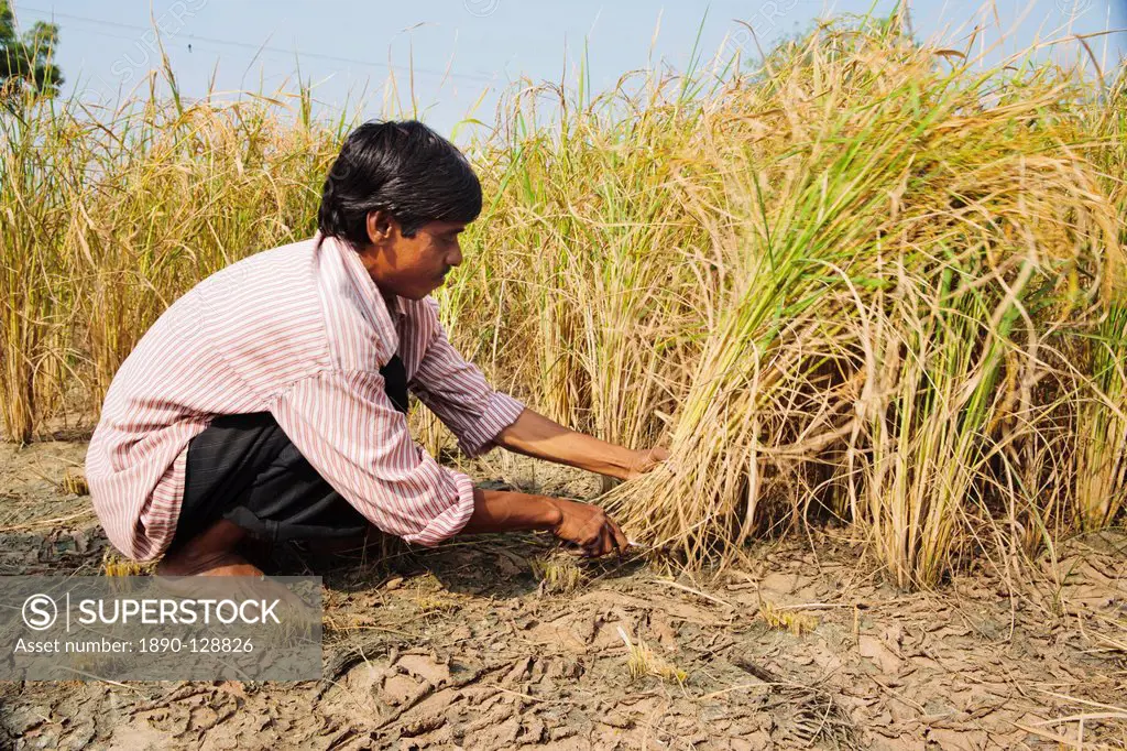 Rice being harvested by hand, Sajpur Ras, Gujarat, India, Asia