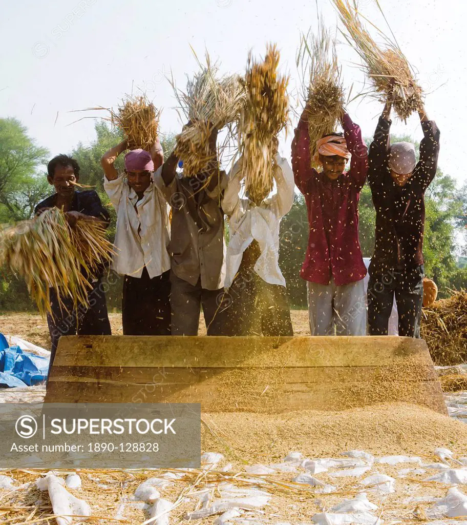Farmers threshing rice in the fields by beating the stalks against a board and collecting the seeds on a large plastic tarpaulin, Saijpur Ras, Gujarat...