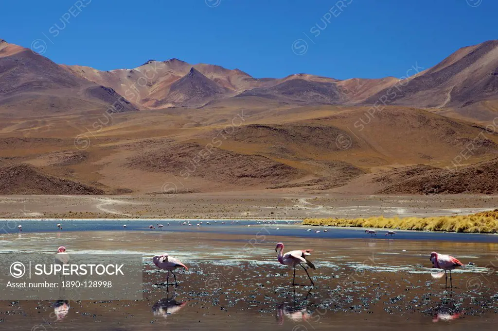 Flamingos drinking in a lagoon, South West Bolivia, South America